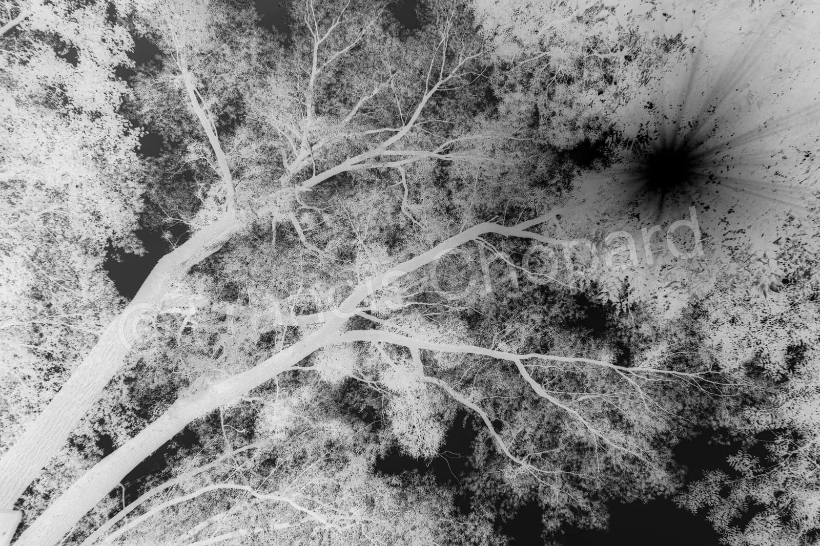 Branches et feuillage vus en contre-plongée, en négatif noir et blanc