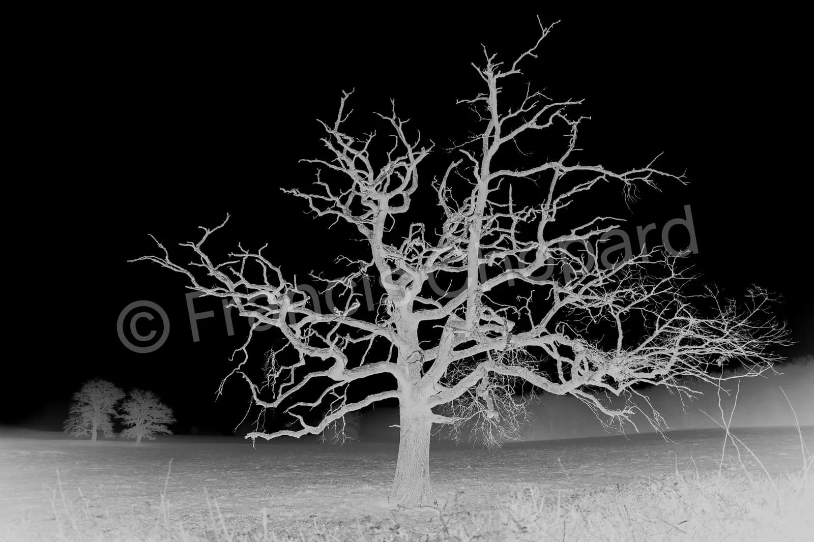 Silhouette blanche d’un arbre dénudé sur un ciel noir