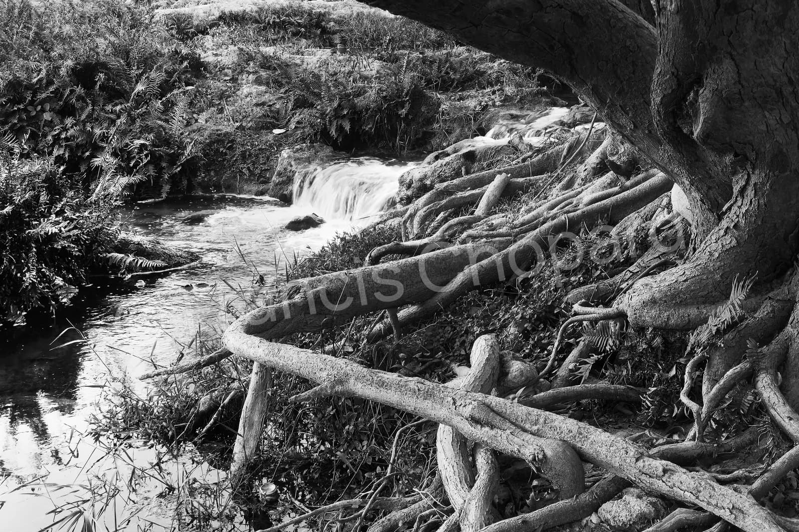 Racines et ruisseau, photographie Connexion de Francis Chopard