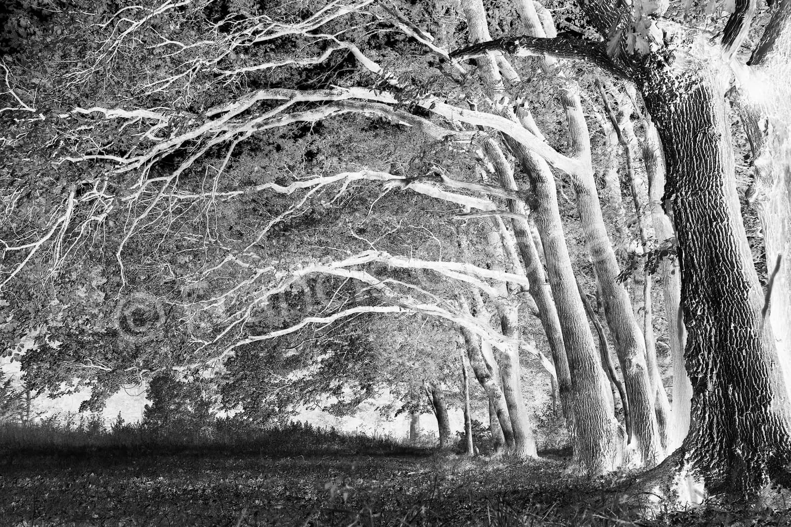 Alignement de grands arbres et lumière dans les branches