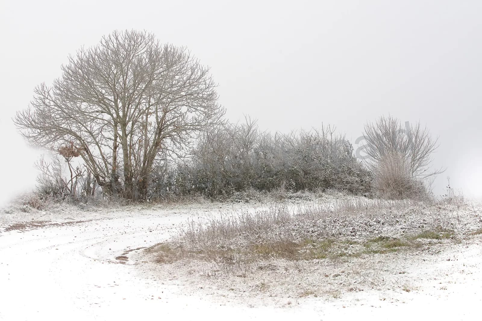 Arbres et haies sous la neige dans le Morvan