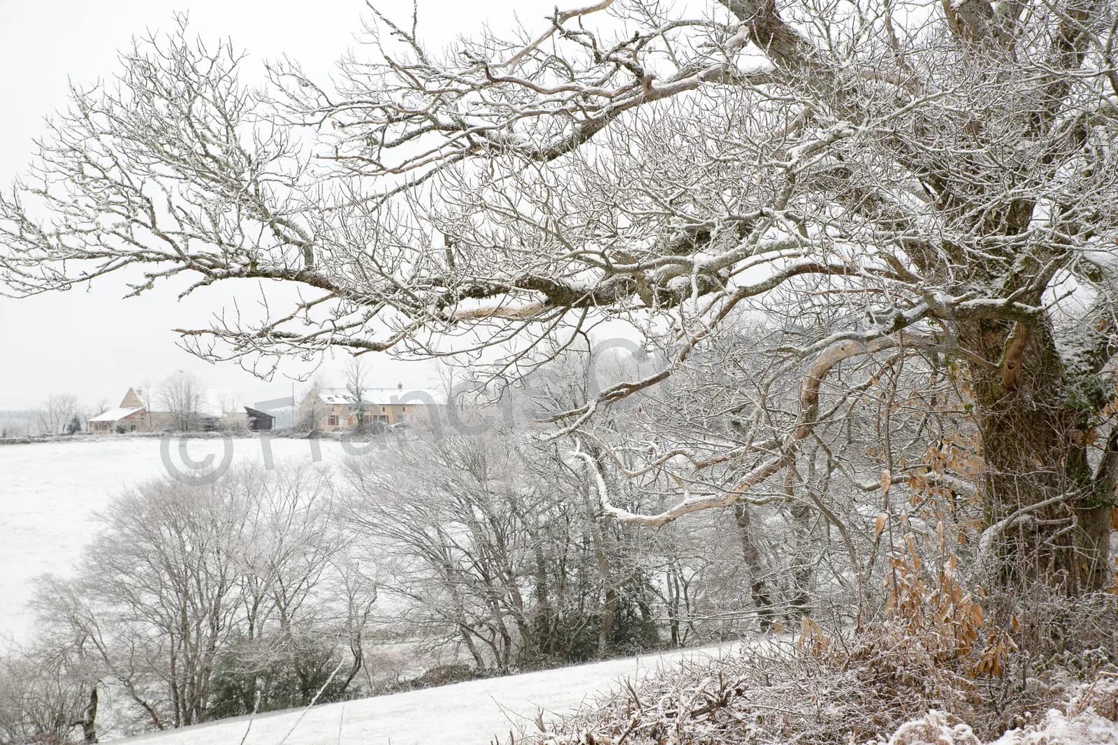Branches givrées et maisons dans un paysage hivernal du Morvan