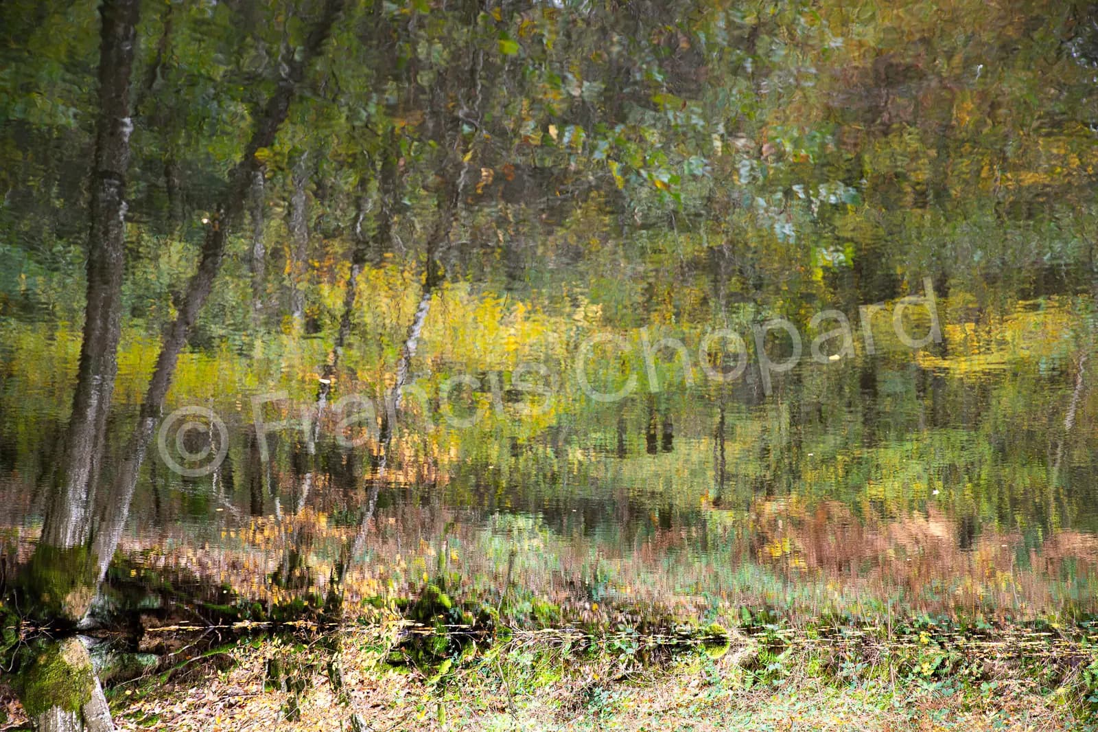 Reflets de forêt et touches de jaune sur l’eau