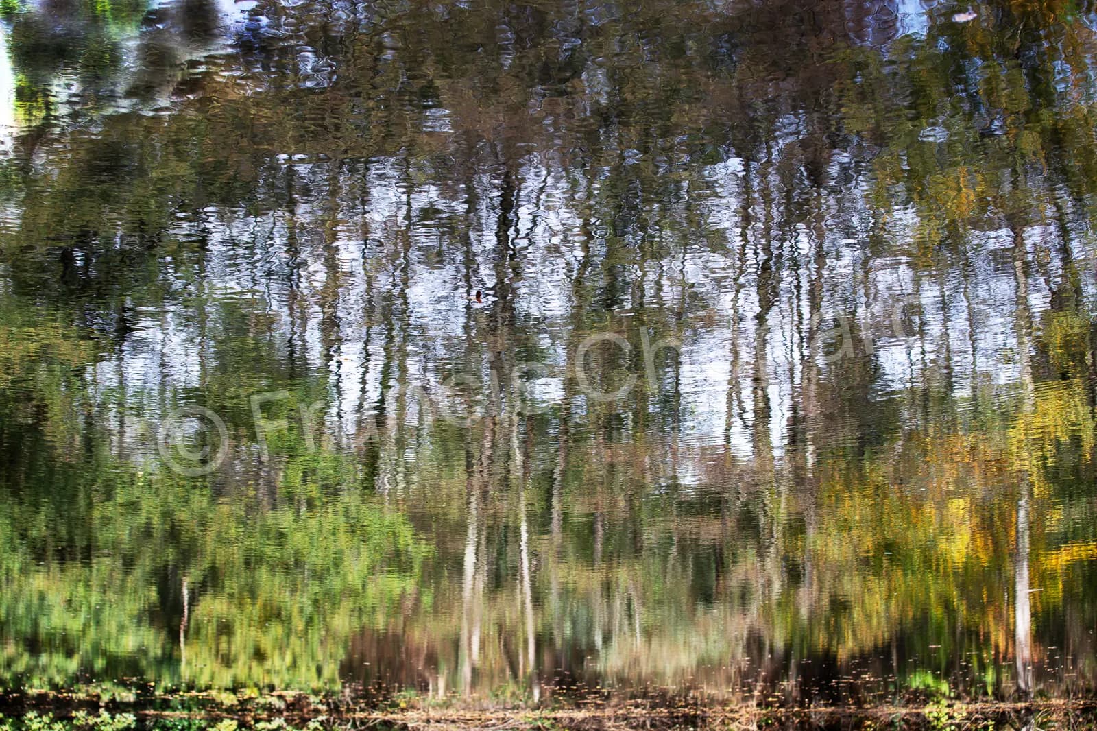 Troncs et feuillage reflétés en lignes ondulantes