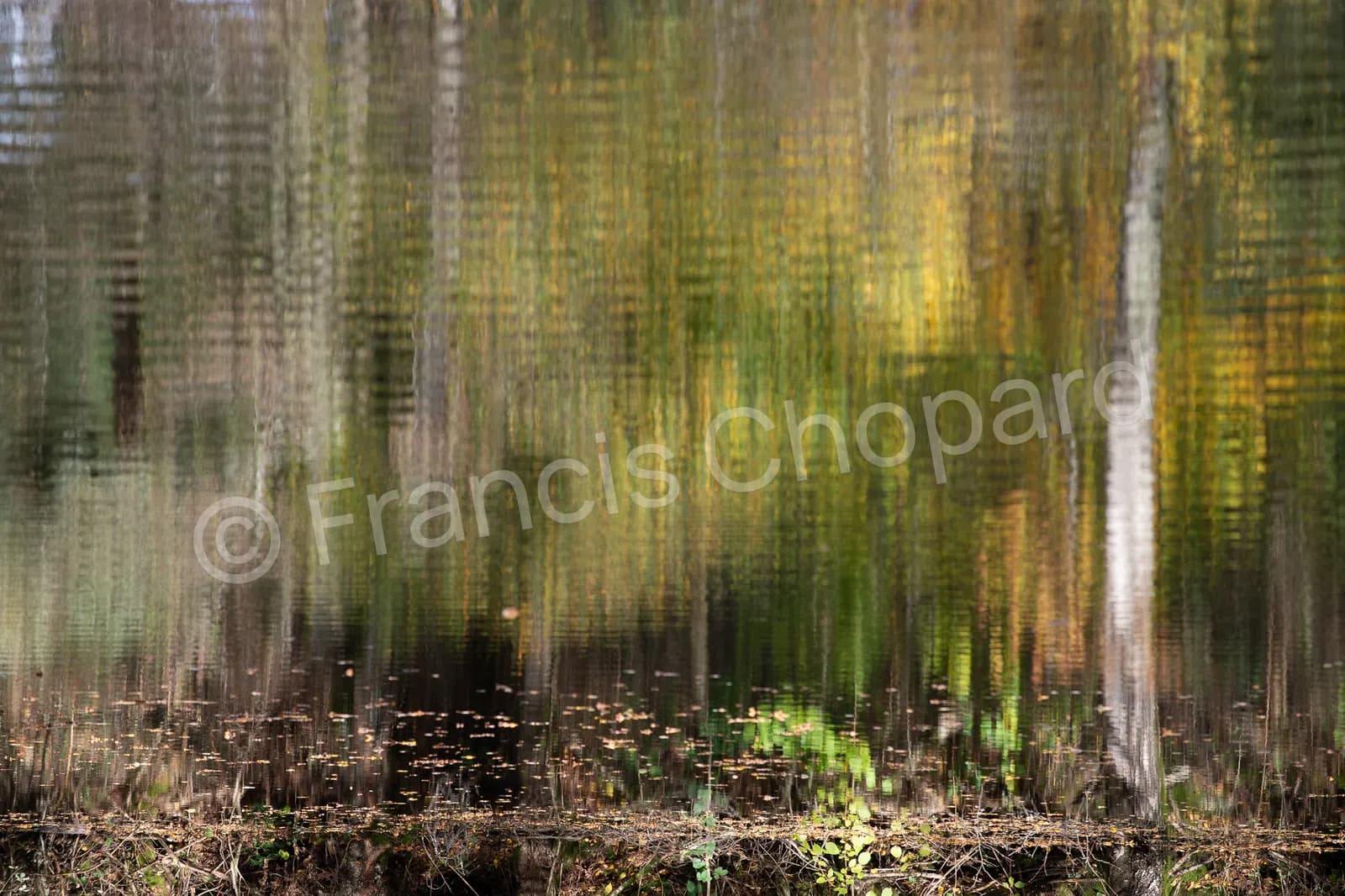 Reflet abstrait de troncs dans des tons verts et bruns