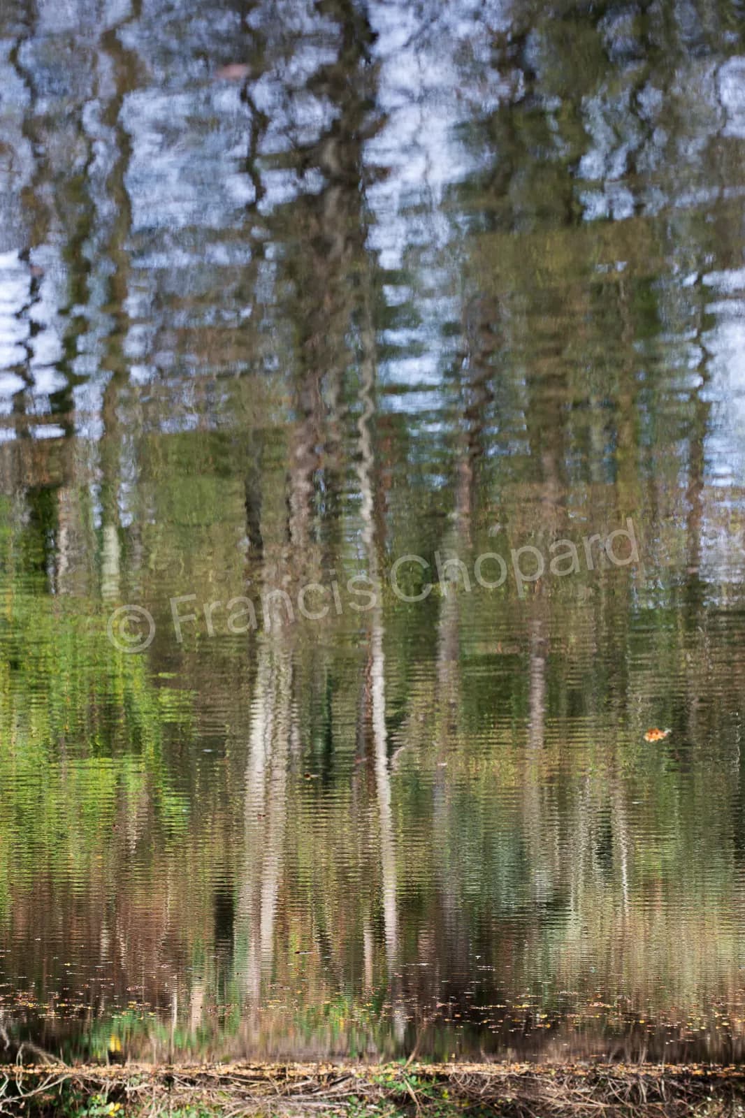 Reflets verticaux de forêt et ciel bleu