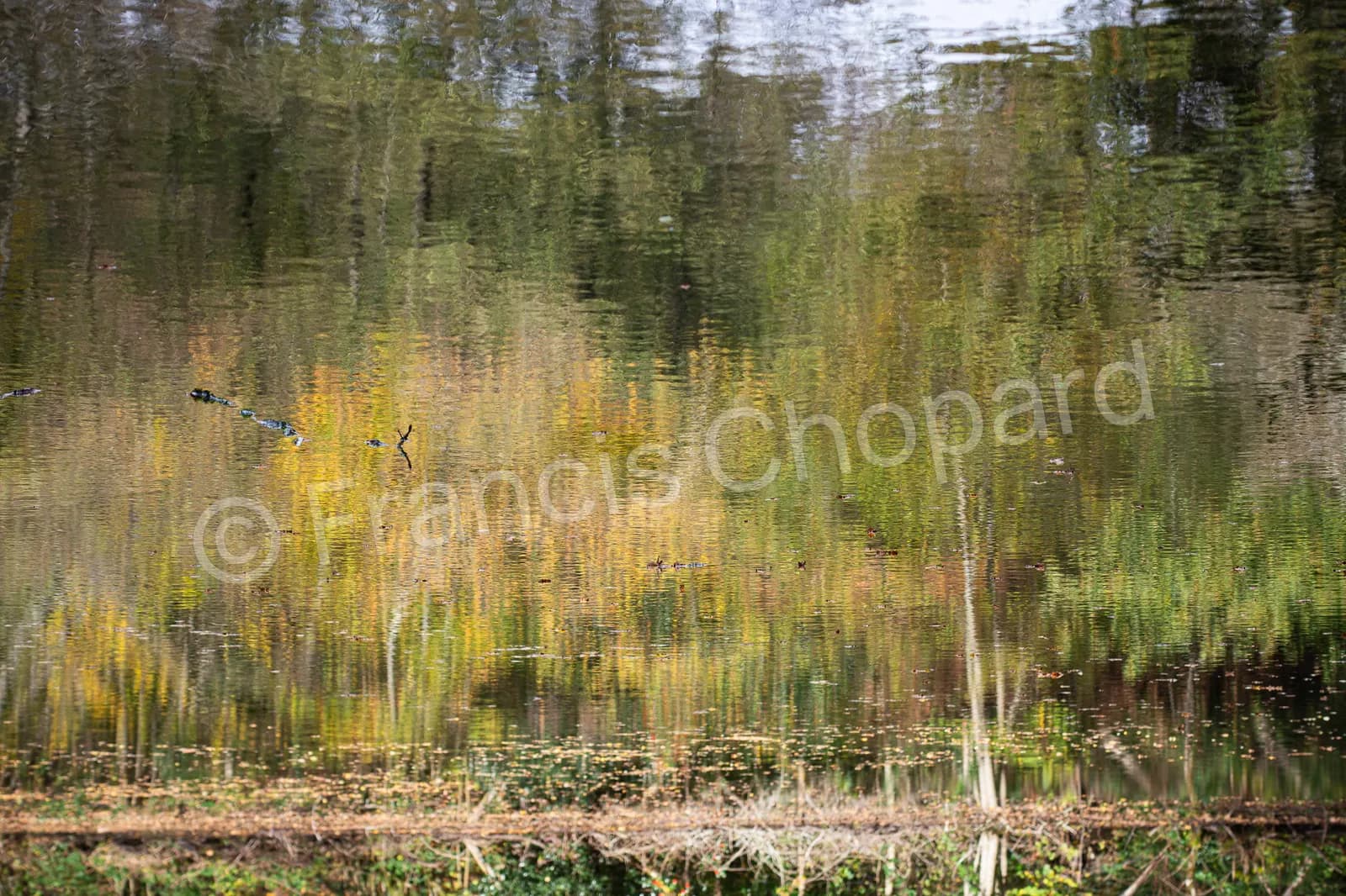 Couleurs automnales et feuilles sur une eau calme