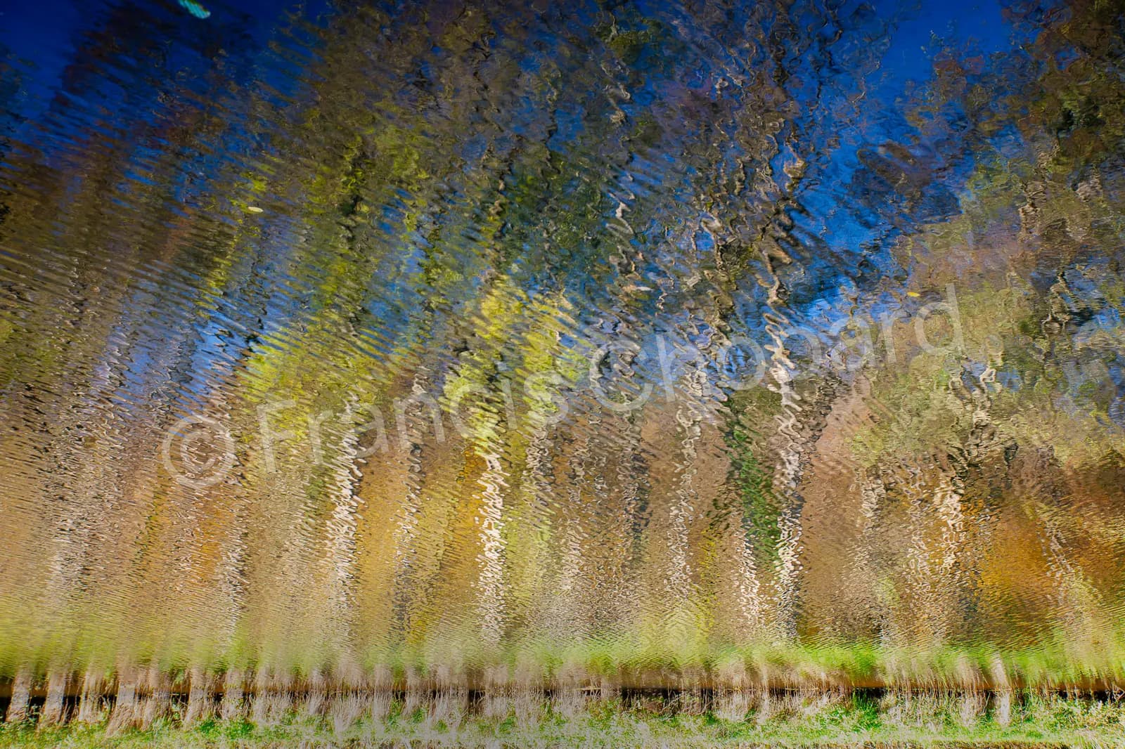 Reflets bleus et dorés des arbres à la surface de l’eau
