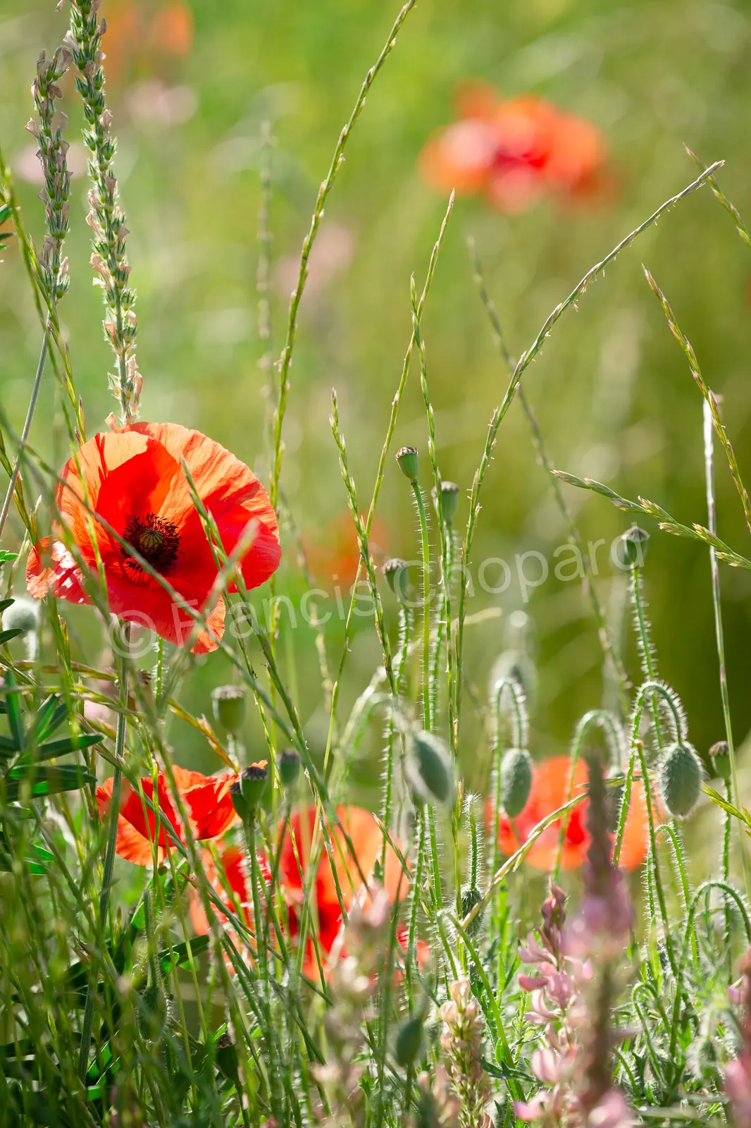 Coquelicots rouges parmi les herbes d’une prairie