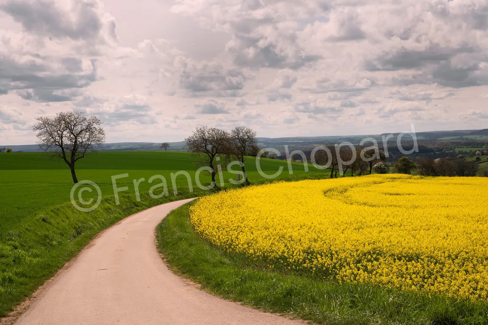 Chemin entre champs verts et colza jaune