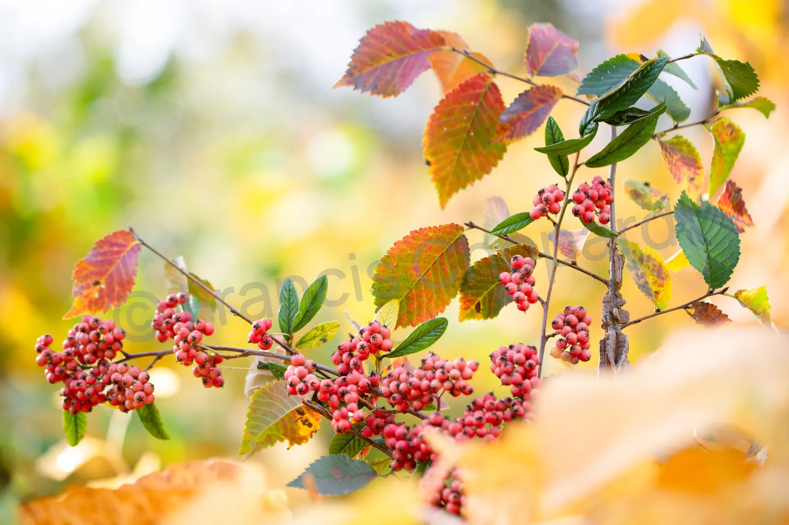 Baies rouges et feuillage aux couleurs d’automne