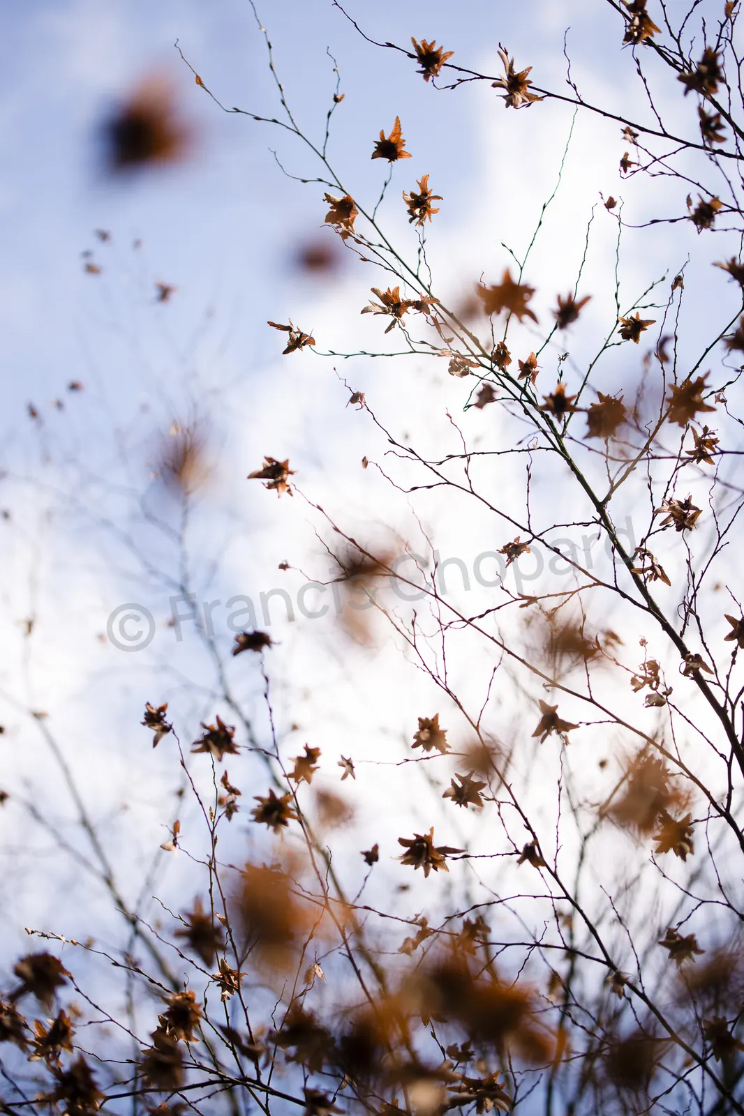 Feuilles d’automne suspendues devant un ciel pâle