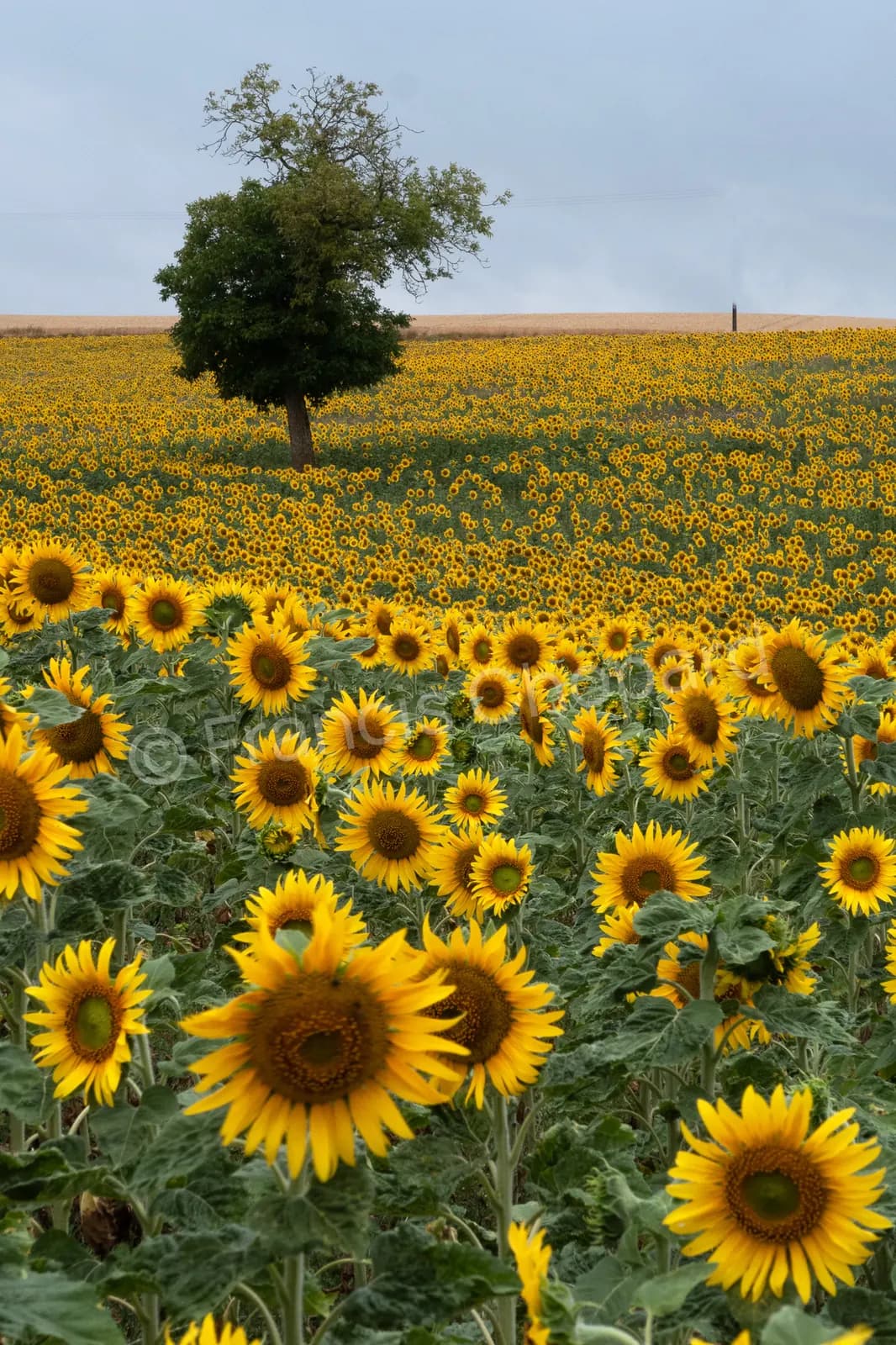 Un arbre au milieu d’un champ de tournesols