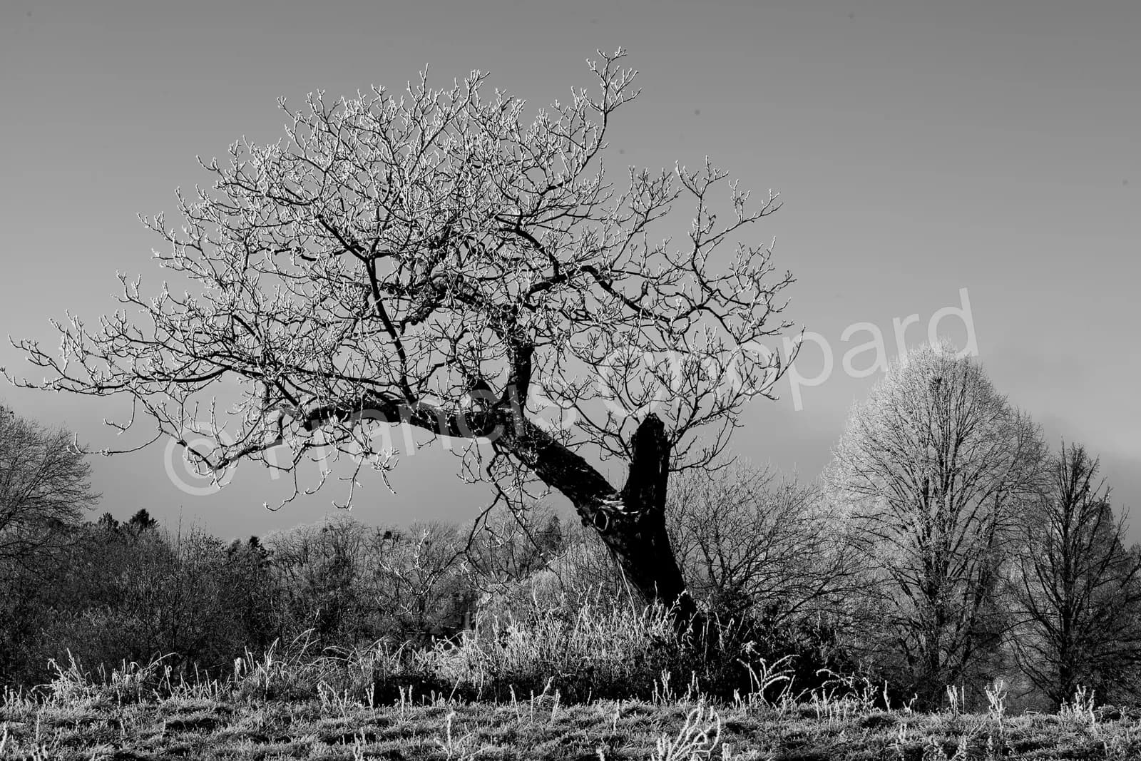 Vieil arbre aux branches givrées dans la campagne